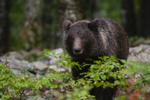 Trentino, turista aggredito e ferito da orso a Dro