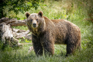 Trentino, orsa Kj1 sospettata di aver attaccato un turista: rischia l’abbattimento