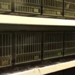 Maxi operazione antibracconaggio, sequestrati centinaia di uccelli catturati illegalmente