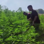 Reggio Calabria, Carabinieri individuano e distruggono quattro piantagioni di marijuana