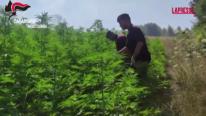 Reggio Calabria, Carabinieri individuano e distruggono quattro piantagioni di marijuana
