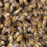 Caldo, temperature elevate rendono gli insetti più aggressivi: come difendersi