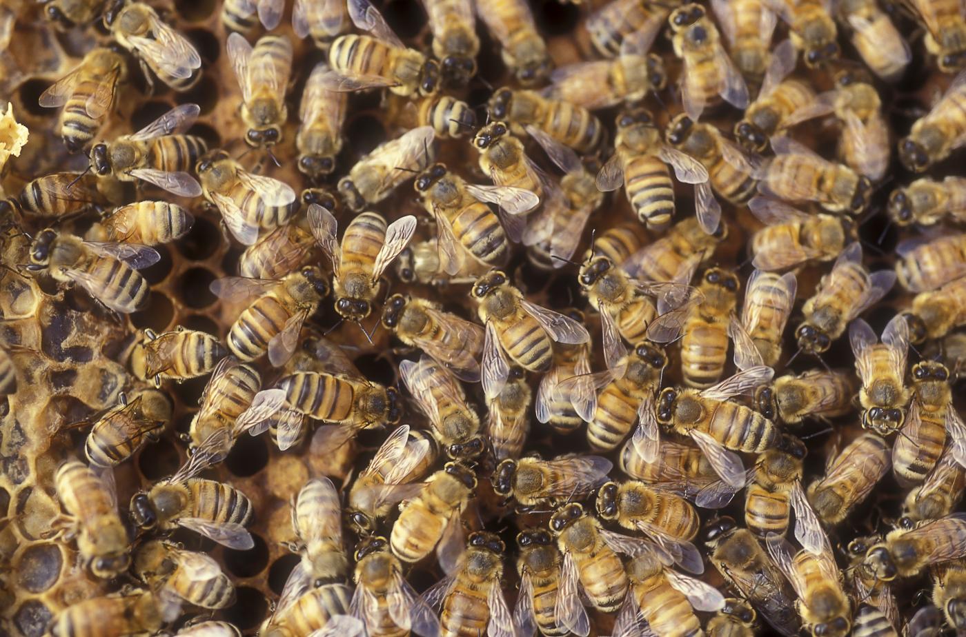 Caldo, temperature elevate rendono gli insetti più aggressivi: come difendersi