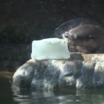 Usa, i rimedi dello zoo di West Palm Beach contro il caldo: ghiaccio nei recinti degli animali