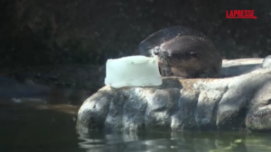 Usa, i rimedi dello zoo di West Palm Beach contro il caldo: ghiaccio nei recinti degli animali