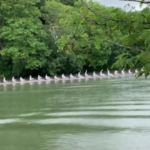 Parigi 2024, barca a remi da record da 23 posti porta la fiaccola olimpica