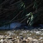 Barcellona, ammoniaca nel fiume Besòs: a rischio il Parco Fluviale