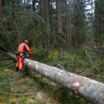 Incidenti lavoro, boscaiolo travolto da albero: 60enne muore in Trentino