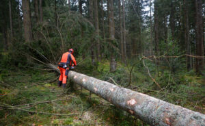 Incidenti lavoro, boscaiolo travolto da albero: 60enne muore in Trentino