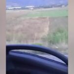 L’Aquila, branco di lupi neri ad Ofena in cerca di cibo