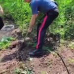 Reggio Calabria, sequestrata piantagione marijuana sull’Aspromonte