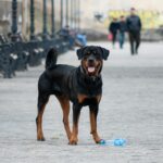Perugia, bimbo di cinque anni aggredito da rottweiler