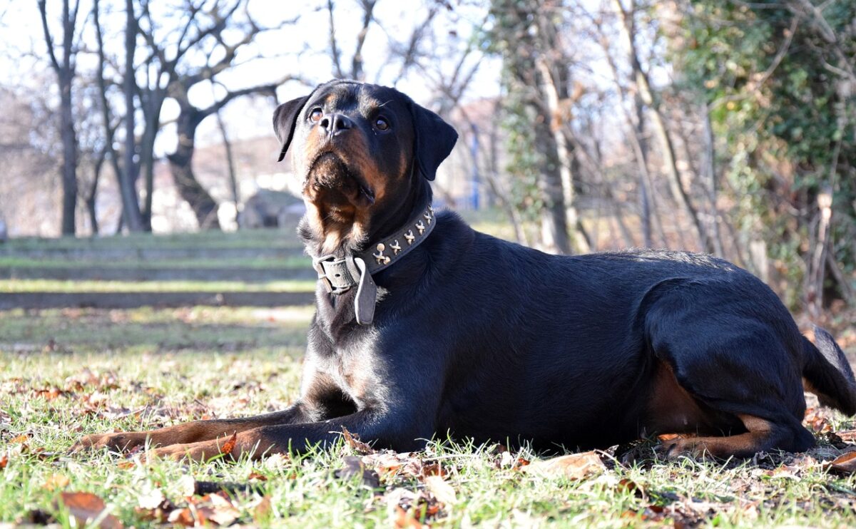 Pisa, azzannata dal rottweiler di famiglia: ferita al volto una donna