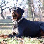 Pisa, azzannata dal rottweiler di famiglia: ferita al volto una donna