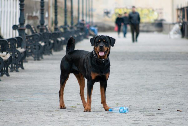 Perugia, bimbo di cinque anni aggredito da rottweiler