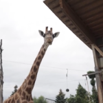 Torino, due giraffe si trasferiscono al bioparco Zoom: trasporto eccezionale dalla Svizzera