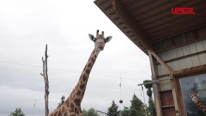 Torino, due giraffe si trasferiscono al bioparco Zoom: trasporto eccezionale dalla Svizzera