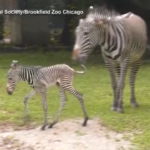 Chicago, un piccolo di zebra di Grévy nato allo zoo