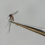 Veneto, caso sospetto di Chikungunya