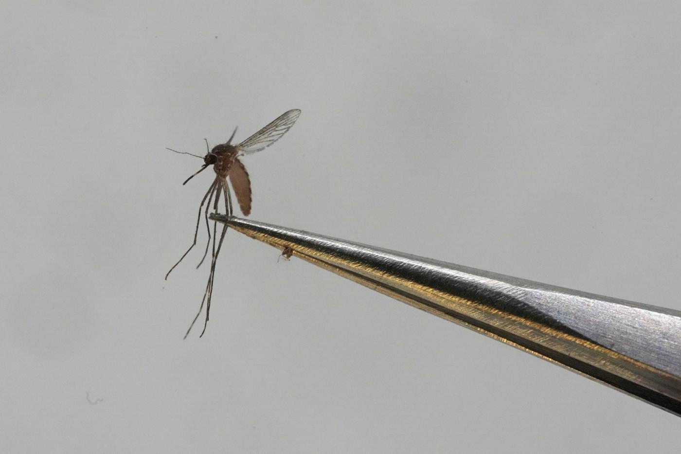 Veneto, caso sospetto di Chikungunya