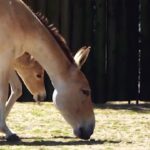 Inghilterra, allo zoo di Chester è nato Jasper: un puledro onagro