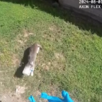 Texas, gatto con la testa incastrata in un barattolo: soccorso dalla polizia