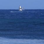 Parigi 2024, balena spunta dall’acqua durante gara di surf a Tahiti