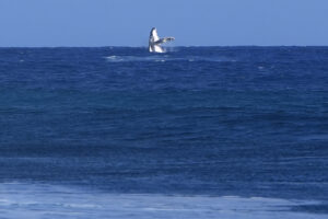 Parigi 2024, balena spunta dall’acqua durante gara di surf a Tahiti