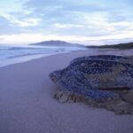 Versilia, tartaruga Liuto di 300 kg trovata morta in mare