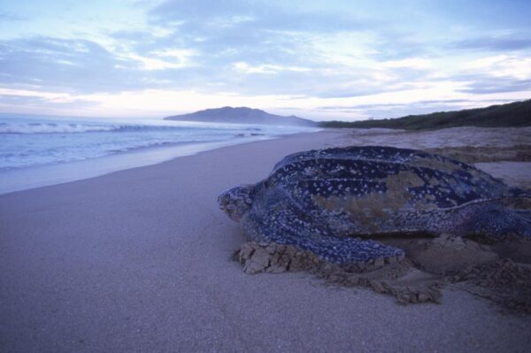 LEATHERBACK TURTLE