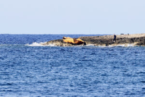 Migranti, sbarchi nella mattina al molo Favaloro sull'isola di Lampedusa