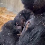 Detroit, lo zoo festeggia la nascita di un cucciolo di gorilla