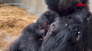 Detroit, lo zoo festeggia la nascita di un cucciolo di gorilla