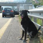 Animali, 85mila cani abbandonati in Italia nel 2023: +8,6%