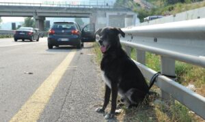 ABBANDONO ANIMALI IN AUTOSTRADA