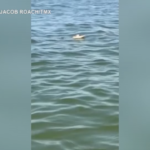 Usa, alligatore nuota in un lago: il video ripreso da un bagnante