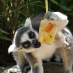 Caldo record, ghiaccioli per gli animali al Bioparco Zoom di Torino