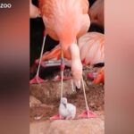 Regno Unito, coppia di fenicotteri dello stesso sesso si prende cura dei pulcini