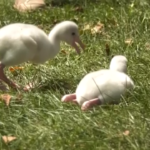 Chicago, al Brookfield Zoo sono nati quattro pulcini di fenicottero: la schiusa delle uova