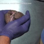 Usa, nato cucciolo di pangolino dal ventre bianco allo zoo di Chicago