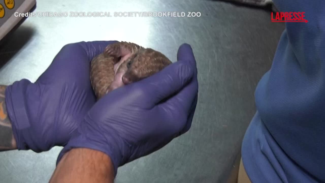 USA, baby white-bellied pangolin born at Chicago Zoo – LaPresse