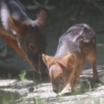 New York, ecco un cucciolo di pudu: una delle specie di cervi più piccole al mondo