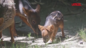 New York, ecco un cucciolo di pudu: una delle specie di cervi più piccole al mondo