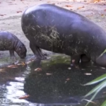 Germania, baby ippopotamo pigmeo debutta allo zoo di Berlino