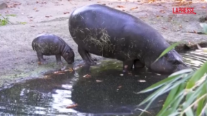 Germania, baby ippopotamo pigmeo debutta allo zoo di Berlino