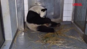 Hong Kong, nati due cuccioli gemelli di panda