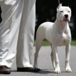 Roma, donna azzannata in casa da Dogo argentino: ferita alla mano