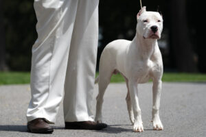 Roma, donna azzannata in casa da Dogo argentino: ferita alla mano