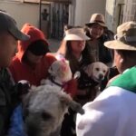 Bolivia, la benedizione dei cani nel giorno di San Rocco
