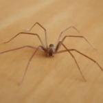 Psicosi da ragno violino, al Cardarelli anche 20 chiamate al giorno